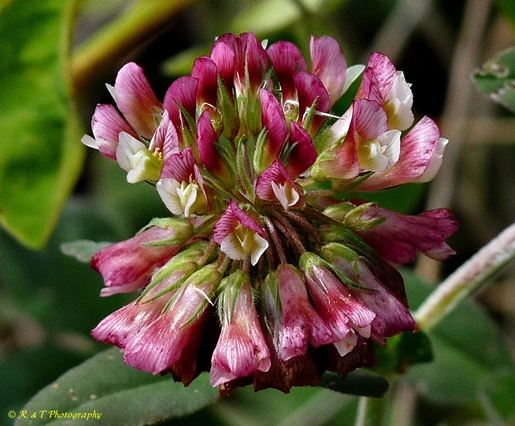 {Trifolium reflexum}